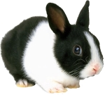 rabbit-710