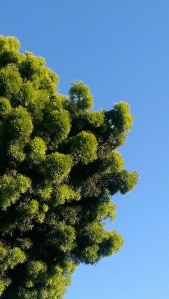 greentree.bluesky