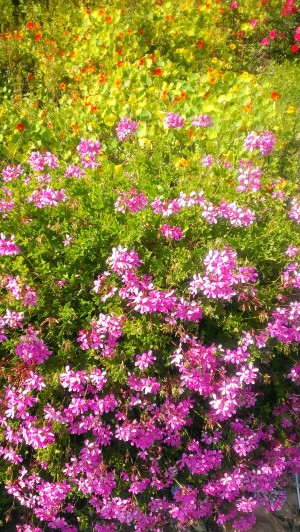 masses of pink flowering shrub