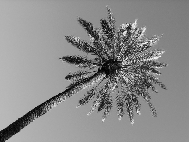 Date Palm, Rancho Mirage, California