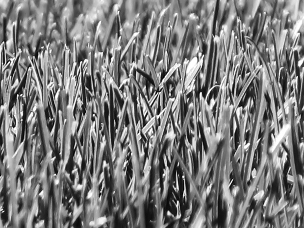 Winter Grass, Rancho Mirage