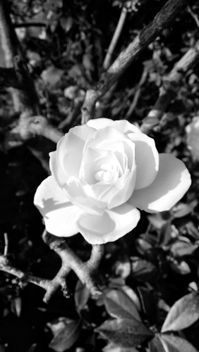 whiterose